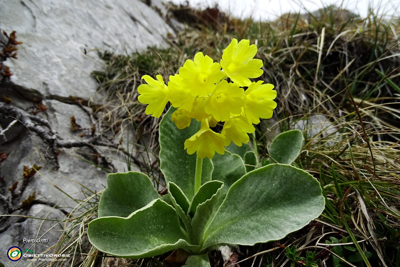 33 Orecchia d'orso (Primula auricula).JPG -                                